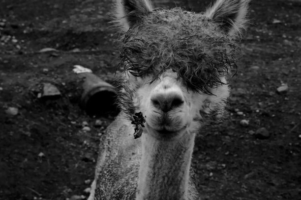 阿尔帕加图片下载