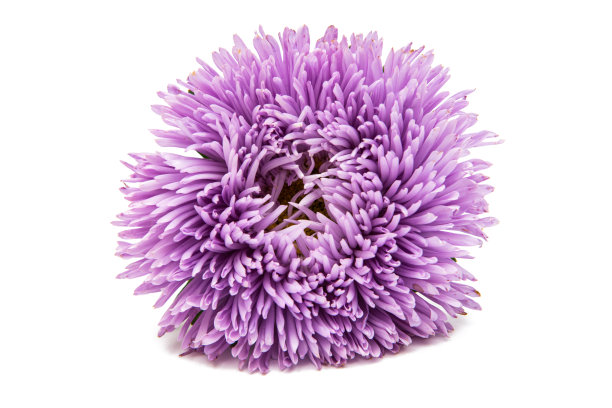 紫菀花孤立图片下载