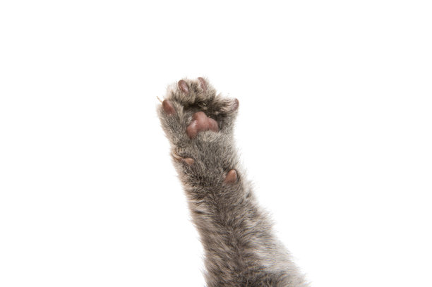 脚灰色的小猫图片下载