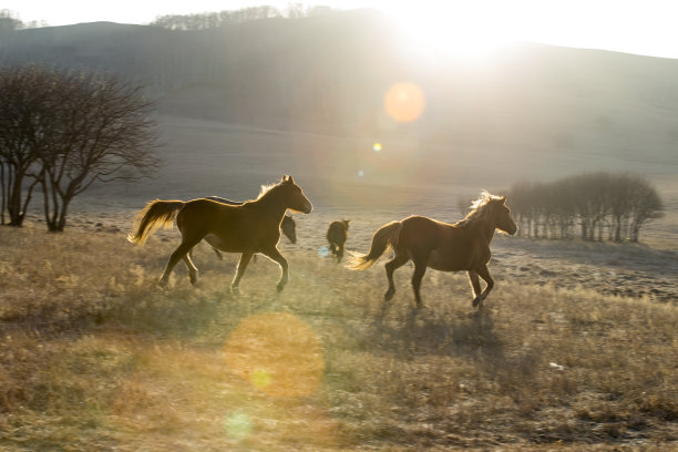 草原上的马……图片下载