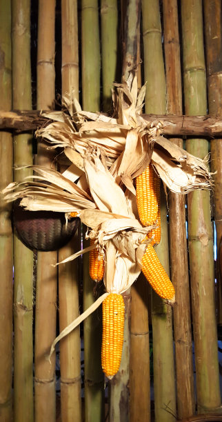 可烹饪的有机黄色甜玉米图片下载