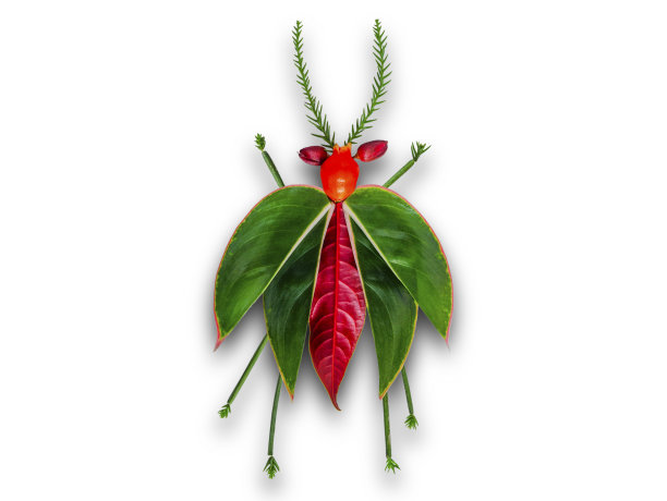 昆虫图案中的花组成图片下载