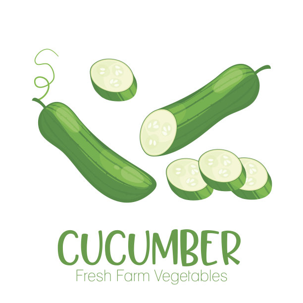 在白色背景上分离的病媒黄瓜。农贸市场菜单上的蔬菜插图。健康食品设计海报。卡通风格矢量插图图片下载