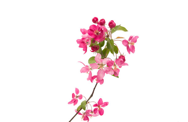 苹果粉花图片下载