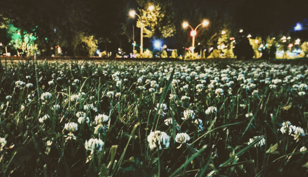 夜晚的花朵图片下载