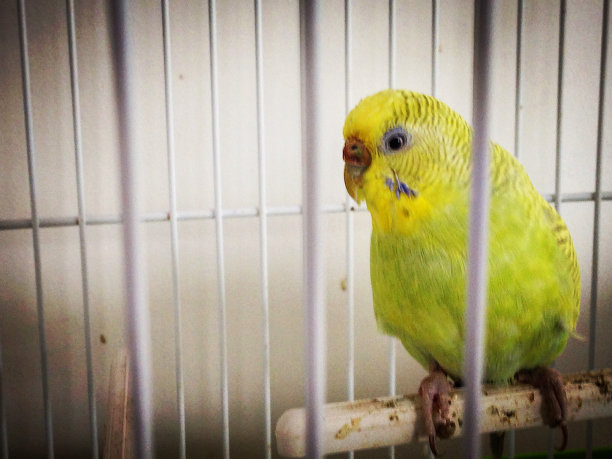 葡萄牙的鸟图片下载