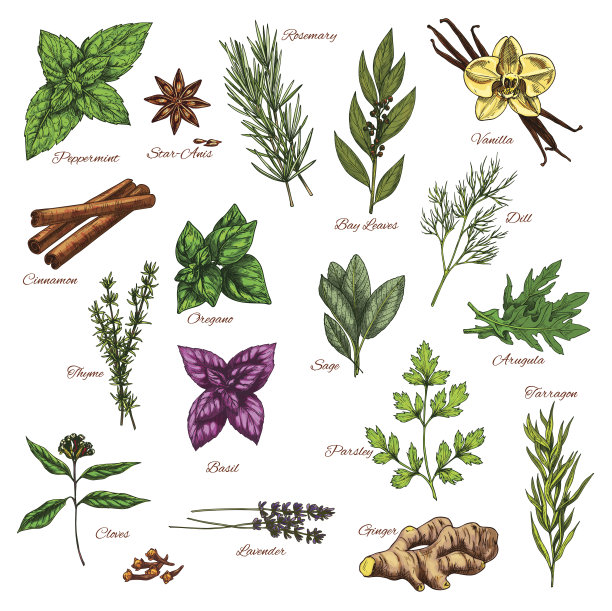烹饪药草和香料草图的食物设计图片下载