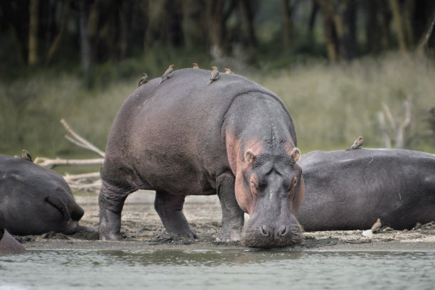 肯尼亚奈瓦沙湖的河马素材图片