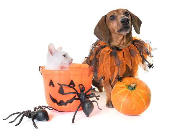 小猫和腊肠犬图片下载