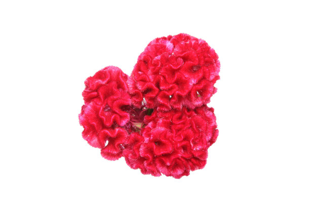 鸡冠花的头图片下载