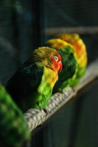 鹦鹉栖息在栏杆上的特写镜头图片下载