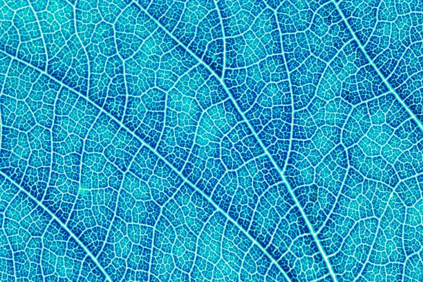 叶片纹理图案背景图形网站模板。春天的美丽。环境与生态理念概念设计。颜色效果图片。图片下载