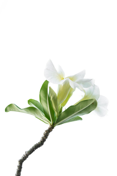 白花孤立图片下载