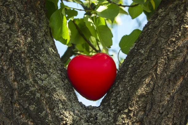玩具心在树木之间，映衬着树叶的背景，近处图片下载