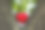玩具心在树木之间，映衬着树叶的背景，近处图片下载