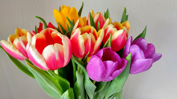 美丽的郁金香花束图片下载
