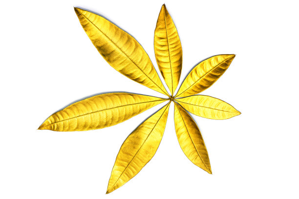 金叶树纹理孤立在白色的背景图片下载