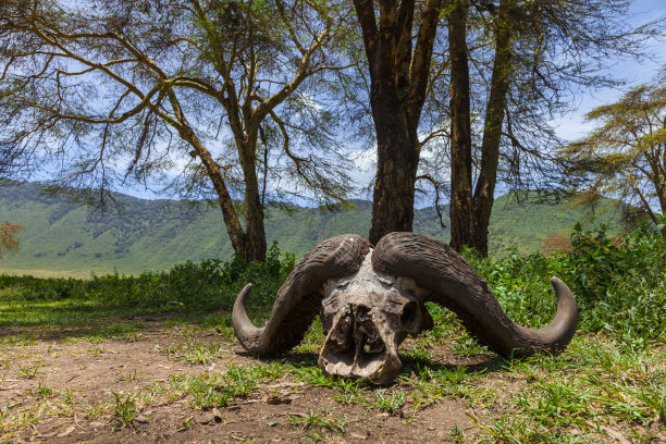 蓝角马的骷髅头图片下载