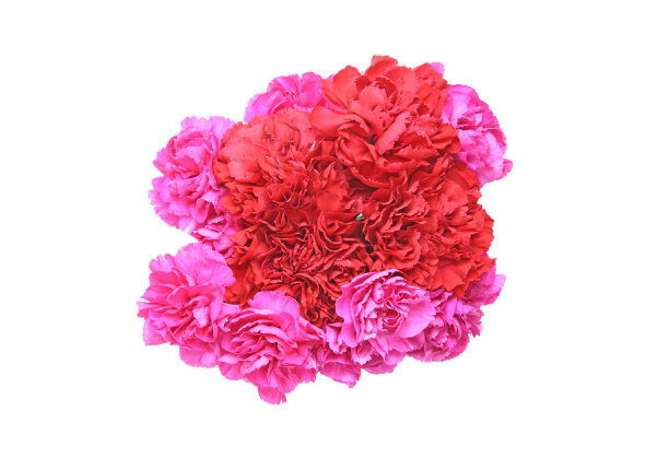 康乃馨花束图片下载