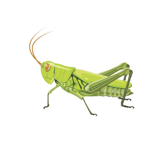 蚱蜢图片下载