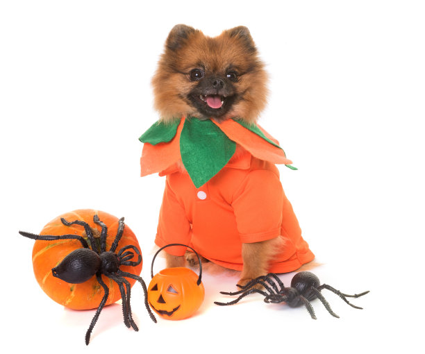 博美犬和万圣节图片下载