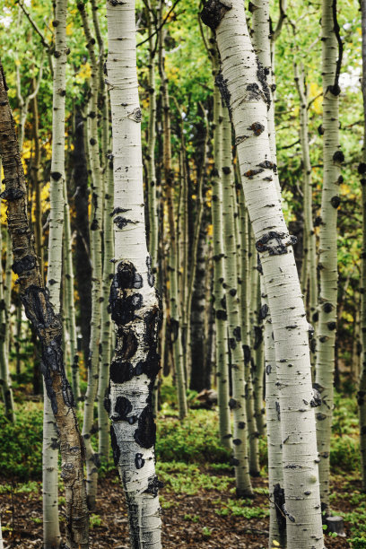 有秋天树叶的白杨树林。秋天季节图片下载