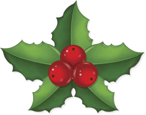 圣诞冬青浆果图片下载