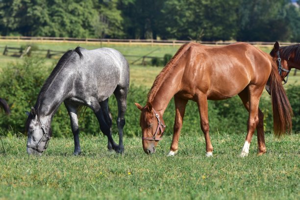 纯种马匹图片下载