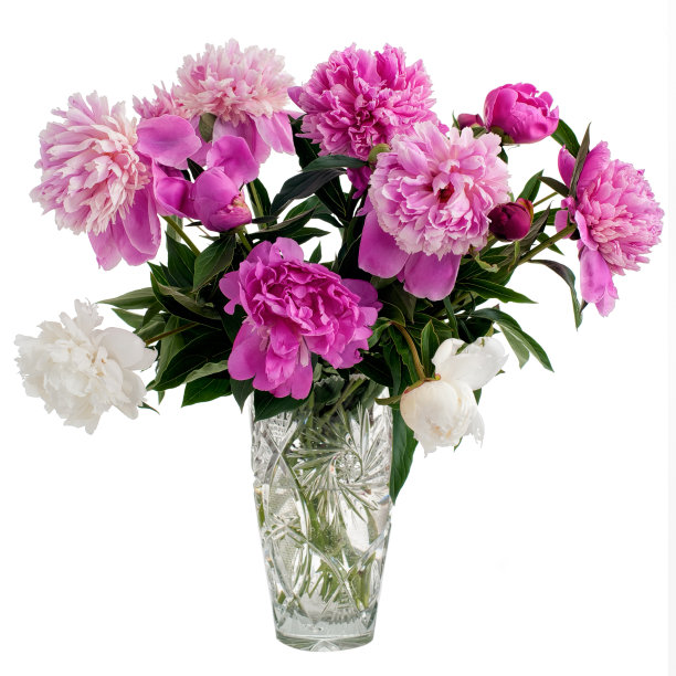 色彩鲜艳的牡丹孤立图片下载