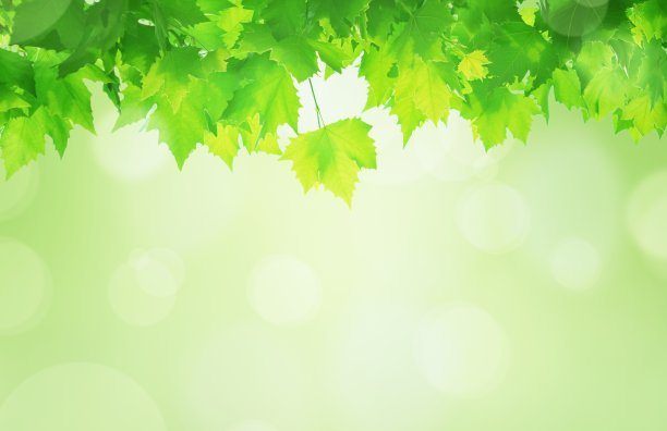 春天新鲜的绿叶图片下载