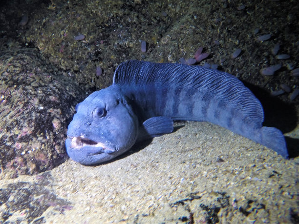 斯坦比特图片下载