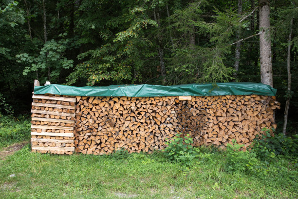 森林中的原木图片下载