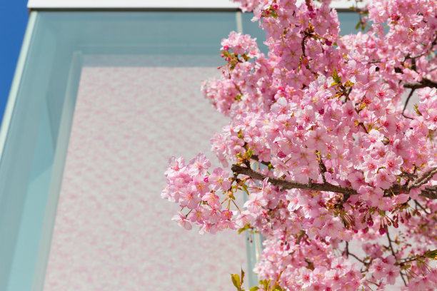 右边是粉红色的樱花，左边是复制空间图片下载