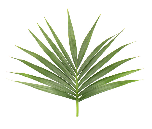 叶子图片素材ID：308599902