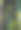 树皮与金色苔藓图片下载