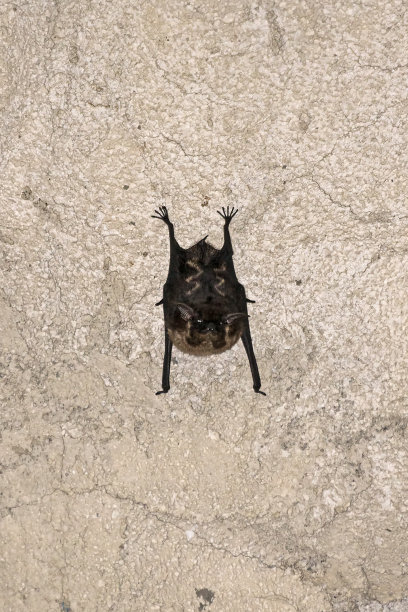 托图格罗的墙上挂着一只蝙蝠图片下载