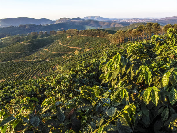 米纳斯吉拉斯州的cefe种植园图片下载