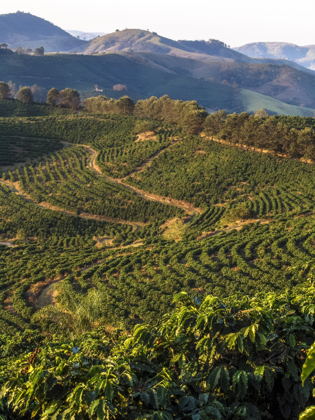 米纳斯吉拉斯州的cefe种植园图片下载