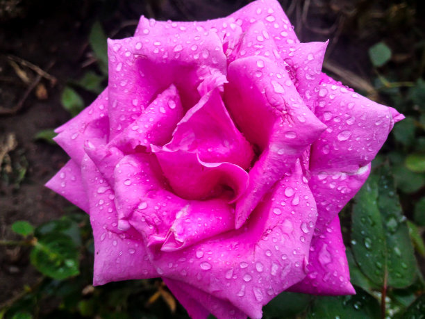 花园中粉红玫瑰的特写图片下载