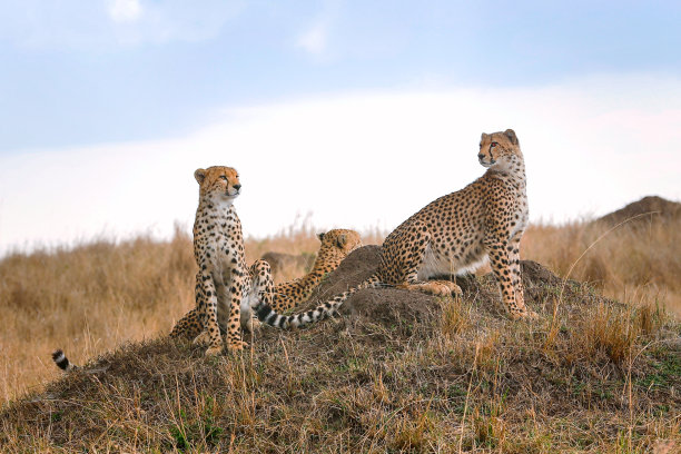 三个猎豹素材图片