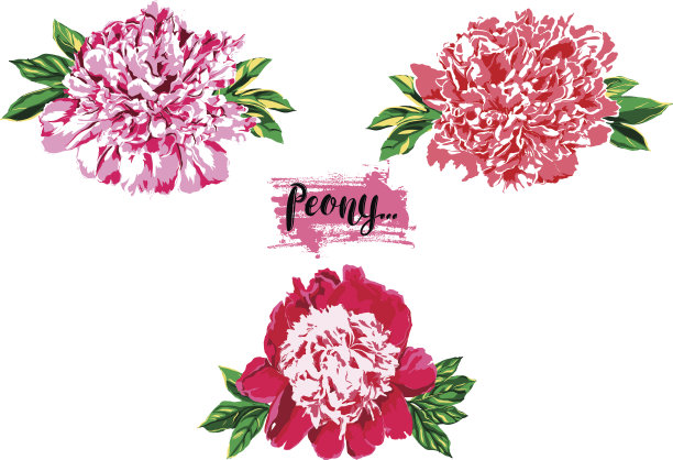 手绘牡丹花矢量设置插图。图片下载