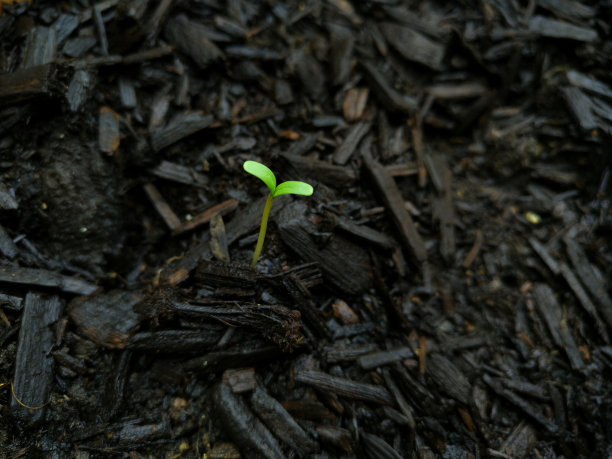 在黑暗中发光，从黑暗中崛起，从零开始，出类拔萃图片下载