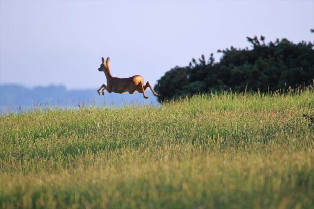一只跳跃的狍子图片下载