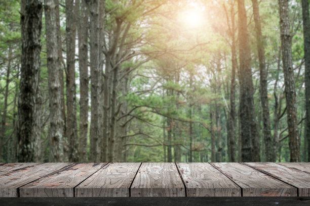 森林图片素材ID：308615826