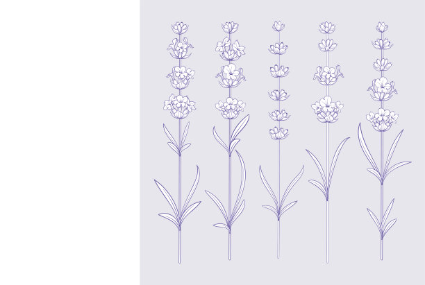 一套薰衣草花元素素材图片