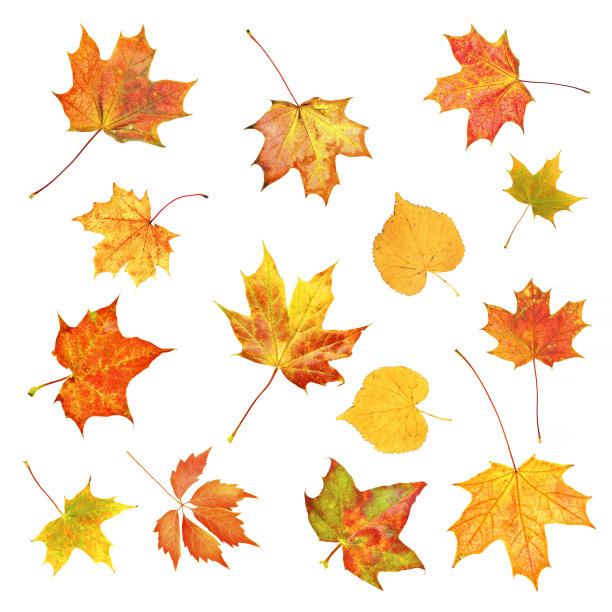 秋叶之静美。一套多彩的秋叶孤立在白色图片下载