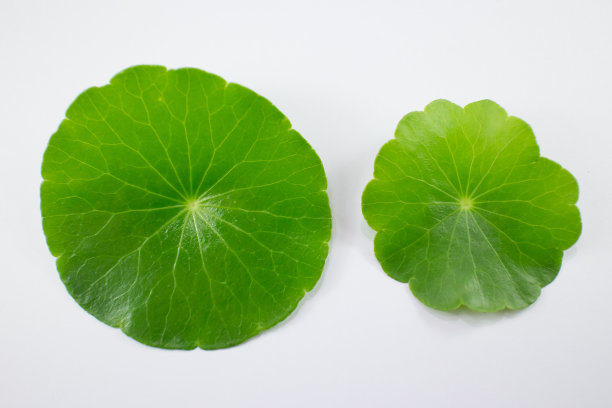 近距离观察孤立的哥图科拉树素材图片