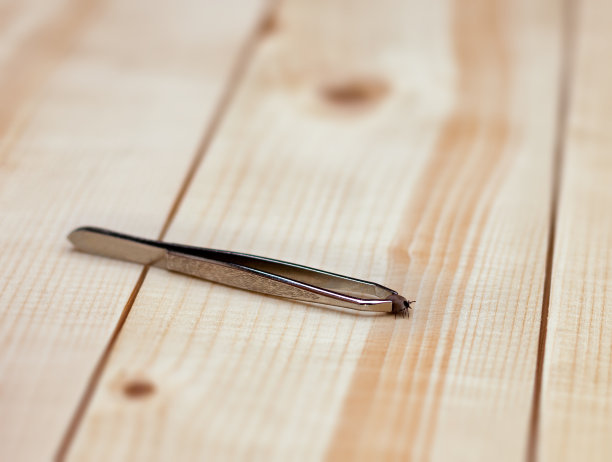 镊子与蜱虫图片下载