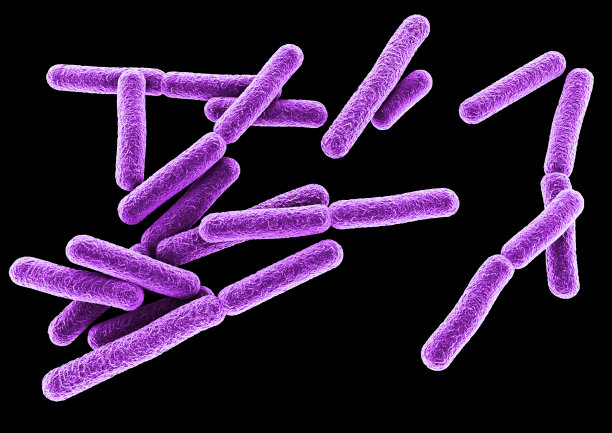 紫色的细菌。图片下载