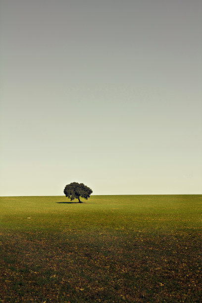 农村和树图片下载